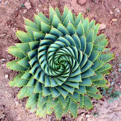 Spiral aloe copyright Bevan Keith Dell